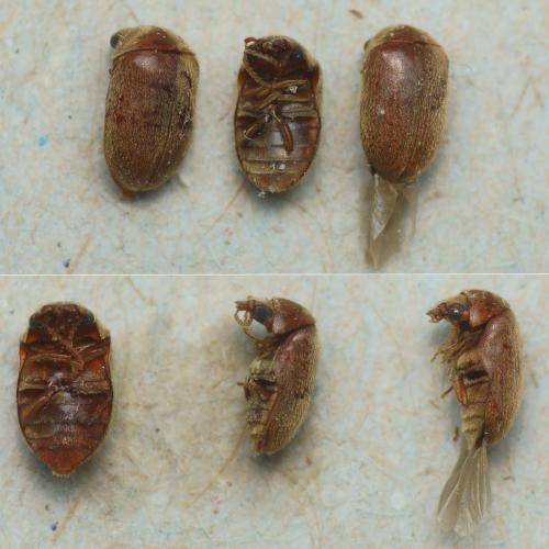 Lasioderma sp.